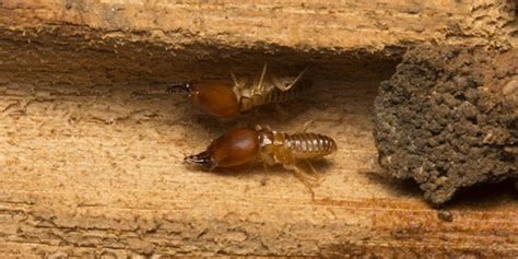 subterranean termites california treatment